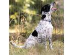 Adopt Gunter a Pointer, Cattle Dog