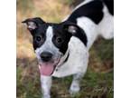 Adopt Finn a Pointer, Cattle Dog