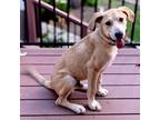 Adopt Mayor of Townsville a Anatolian Shepherd, Labrador Retriever