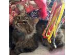 Adopt Julius a Domestic Long Hair, Norwegian Forest Cat