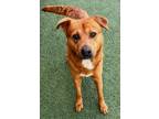 Adopt Pherb a Golden Retriever, Mixed Breed