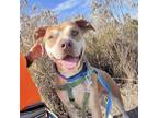 Adopt SMILEY a Pit Bull Terrier, Mixed Breed