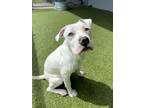 Adopt Sauron a Pit Bull Terrier, Mixed Breed
