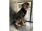 Adopt Andrew a Rottweiler, Mixed Breed
