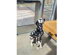 Adopt Kachina a Dalmatian, Mixed Breed