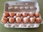 Free range farm fresh eggs
