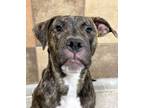 Adopt Marvin a Pit Bull Terrier, Mixed Breed