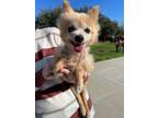 Adopt Beau a Pomeranian