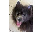 Adopt Wolfie a Pomeranian