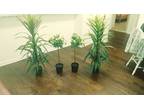 Decorative Artificial plants