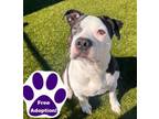 Adopt Willy a American Staffordshire Terrier, Mixed Breed