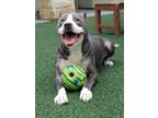 Adopt Augusto a Pit Bull Terrier, Mixed Breed
