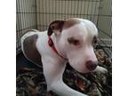 Adopt TAZ a American Staffordshire Terrier