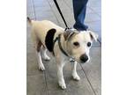 Adopt JAKE a Parson Russell Terrier