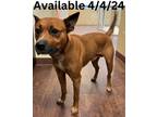 Adopt Dog Kennel # 23 a Basenji, Mixed Breed