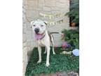 Adopt Atler a Mixed Breed