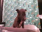 Adopt DINO a American Staffordshire Terrier, Husky