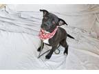 Adopt Azure a American Staffordshire Terrier