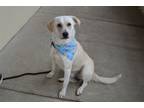 Adopt Breezy a Labrador Retriever