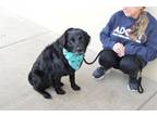 Adopt Easter a Chesapeake Bay Retriever