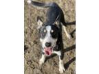 Adopt GASTON a Australian Cattle Dog / Blue Heeler, Mixed Breed