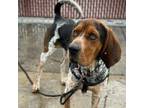 Adopt Berkley a Coonhound