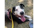 Adopt Waggy B a Pit Bull Terrier, Border Collie