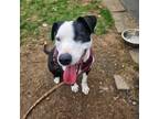Adopt Waggy B a Pit Bull Terrier, Border Collie