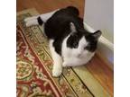 Adopt Winston a American Shorthair