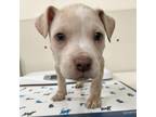 Adopt Lord Ozai a Mixed Breed