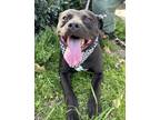 Adopt Jet a Pit Bull Terrier