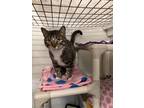 Adopt Mr. Kittles a Domestic Short Hair