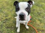 Adopt CORLEON a Pit Bull Terrier, Mixed Breed