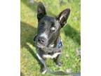 Adopt HALLECK a German Shepherd Dog, Mixed Breed