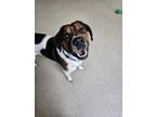 Adopt Oliver Christian a Beagle
