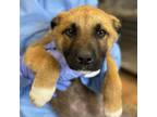 Adopt Phelps a Mixed Breed