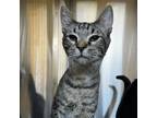 Adopt Aster a Domestic Short Hair