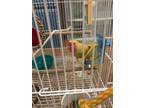 love bird pet