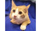 Adopt Rolans a Domestic Short Hair