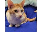 Adopt Leo a Domestic Short Hair