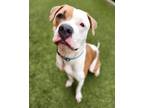 Adopt KRONOS a Pit Bull Terrier, Mixed Breed