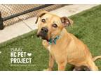 Adopt Isaac a Pit Bull Terrier, Mixed Breed