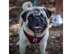 Adopt Paxton - Claremont Location a Pug