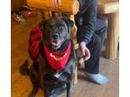 Adopt Shadow a Labrador Retriever