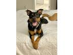 Adopt Beaux a Shepherd, Rottweiler