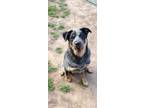 Adopt Bentley a Australian Cattle Dog / Blue Heeler