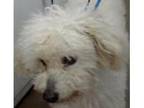 Adopt Alfie a Poodle