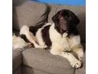 Adopt Abe a Newfoundland Dog