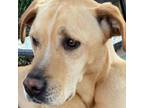 Adopt Bentley superstar a Yellow Labrador Retriever, Great Dane