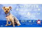 Adopt Cooper a Yorkshire Terrier